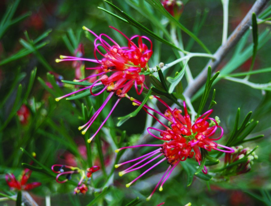 Grevillea thelemanniana