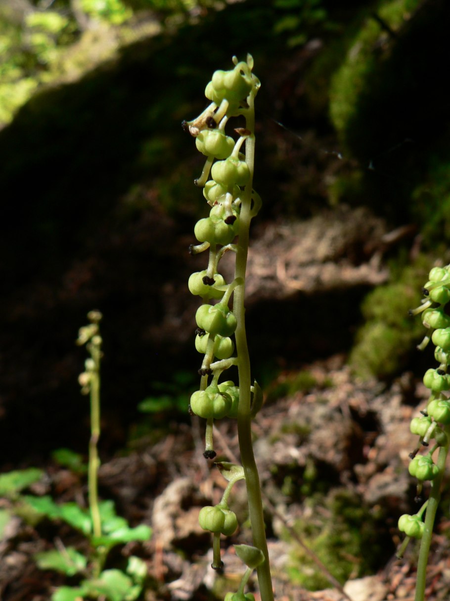 Картинка груша грушанка