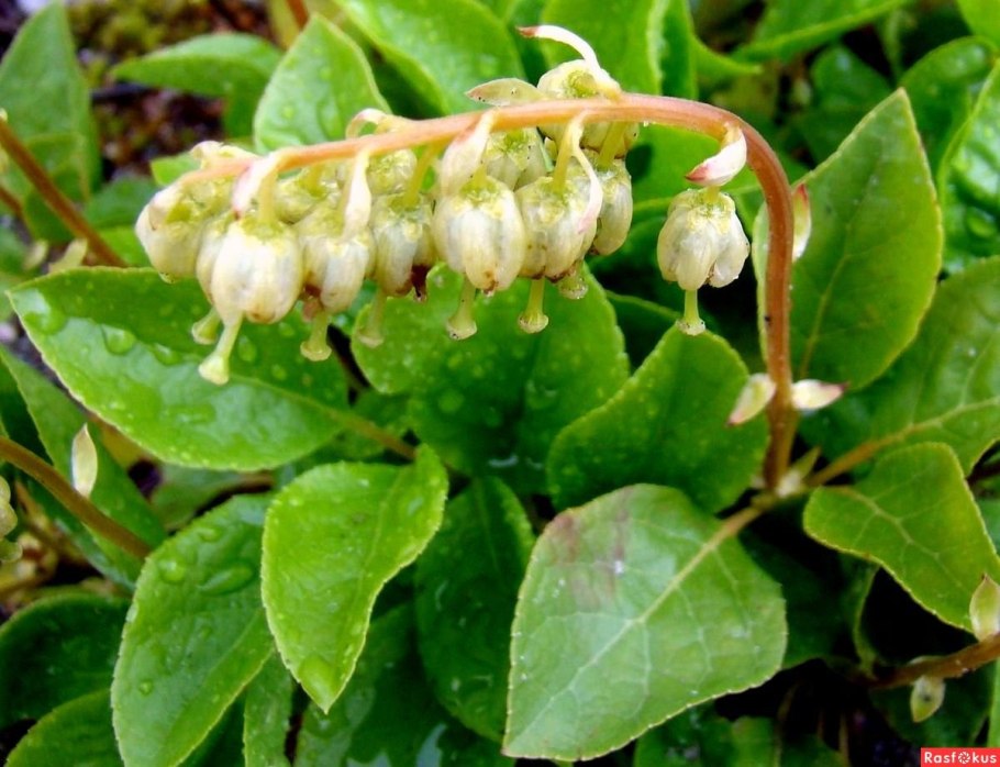 Pyrola chlorantha SW. Грушанка зелёноцветковая