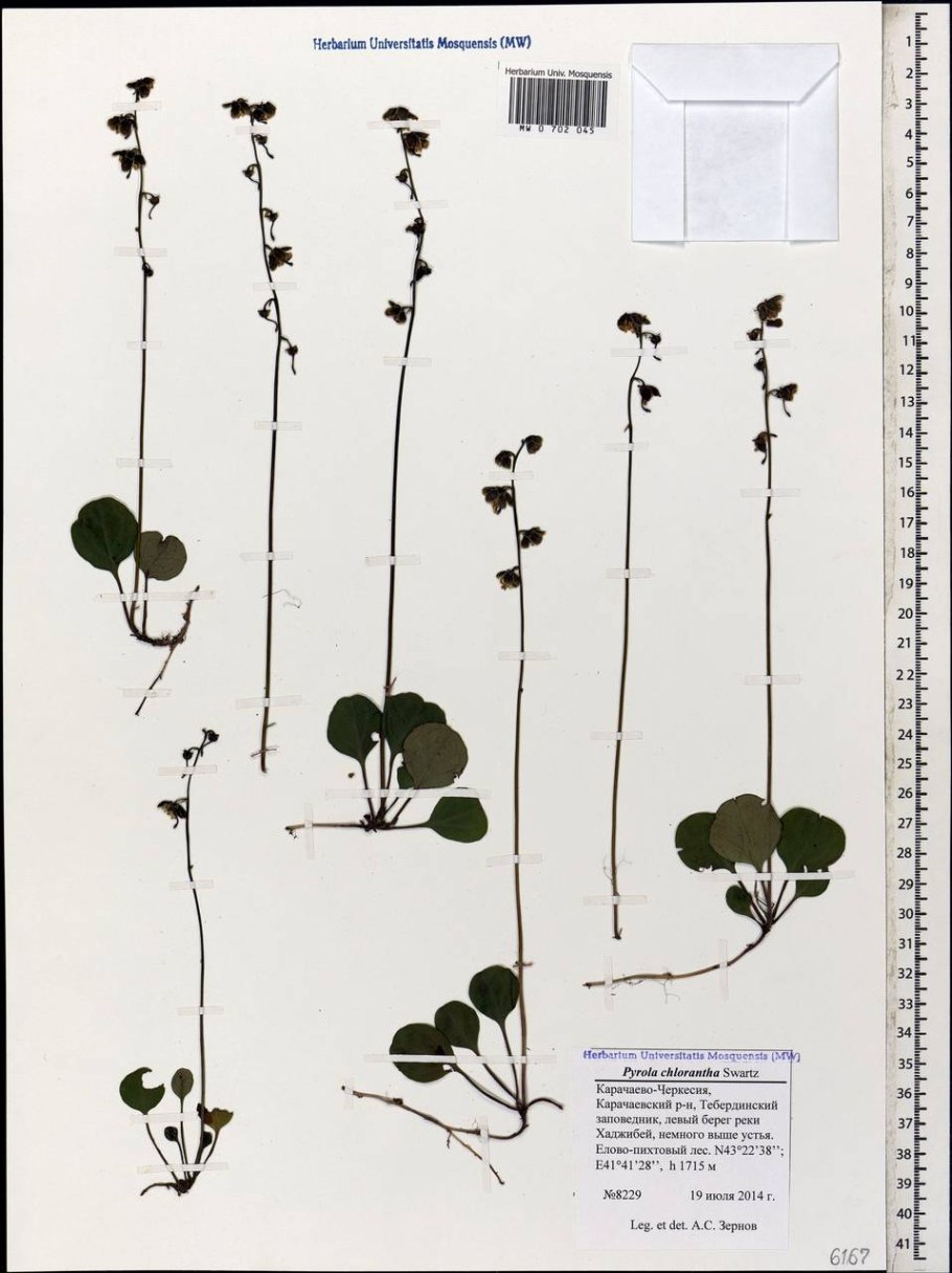 Грушанка круглолистная