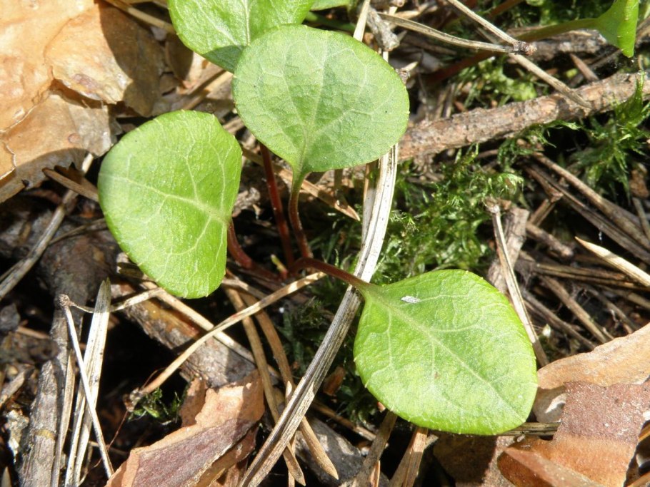 Грушанка зелёноцветковая корневая система