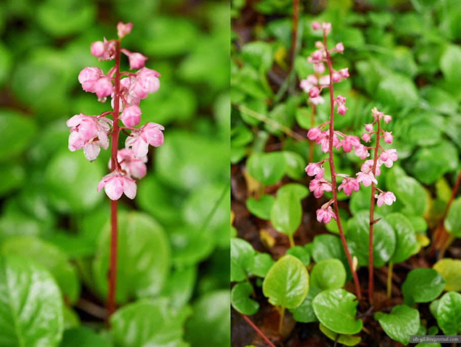 Грушанка Таежная