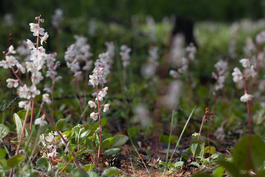 Грушанка круглолистная Ботанический рисунок
