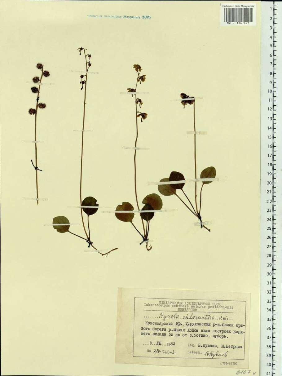 Грушанка круглолистная гербарий