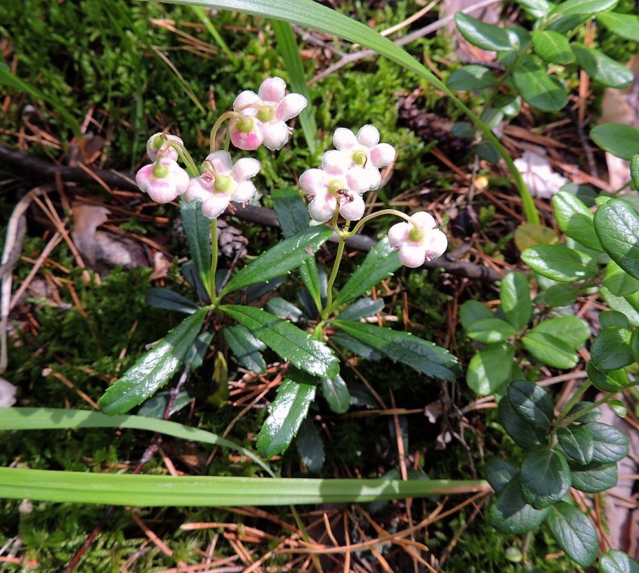 Трава зимолюбка