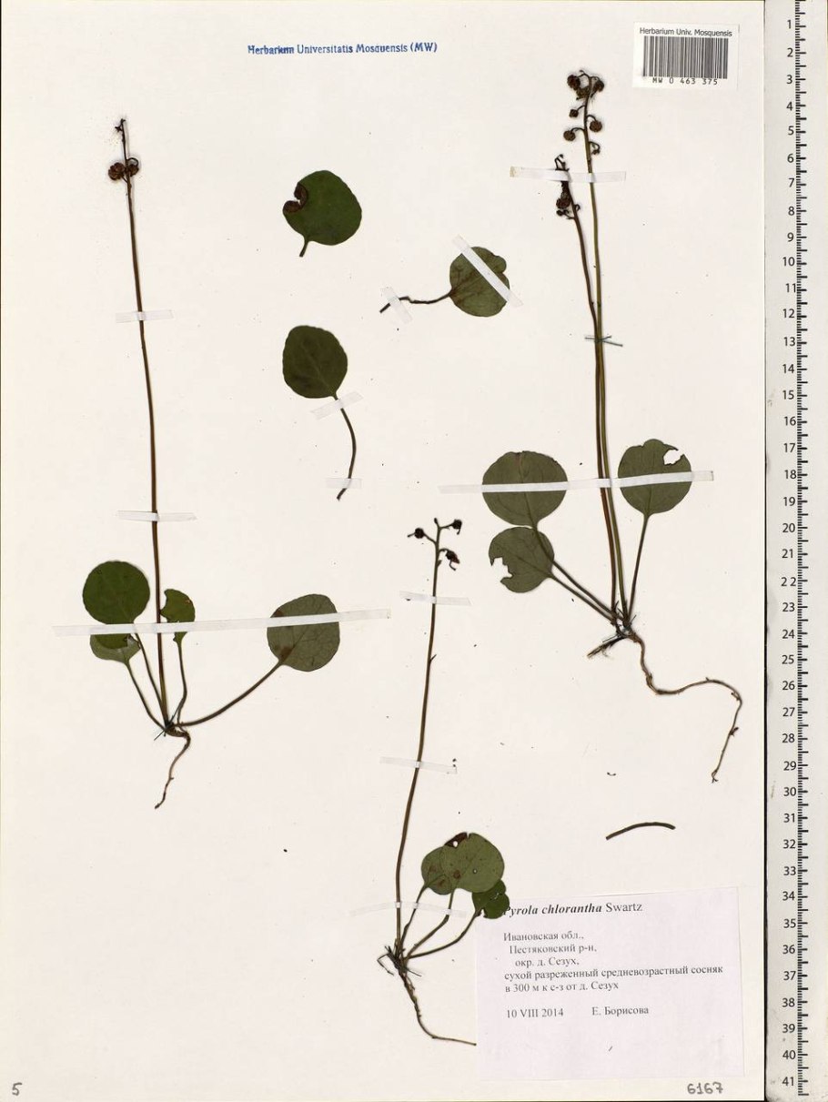 Грушанка круглолистная