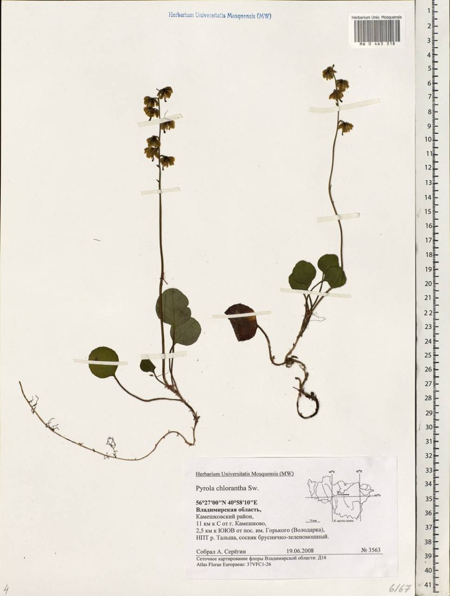 Грушанка обыкновенная