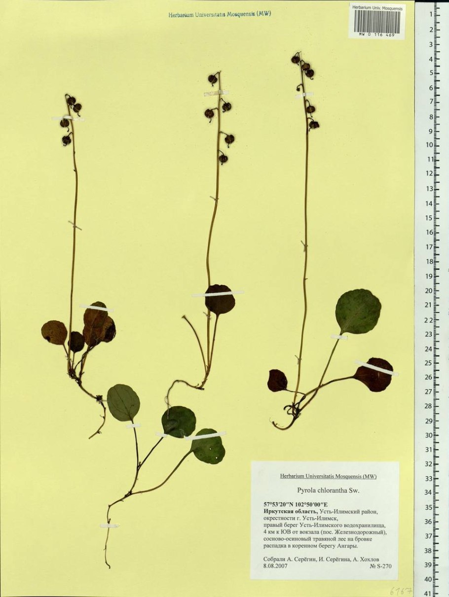 Грушанка круглолистная описание