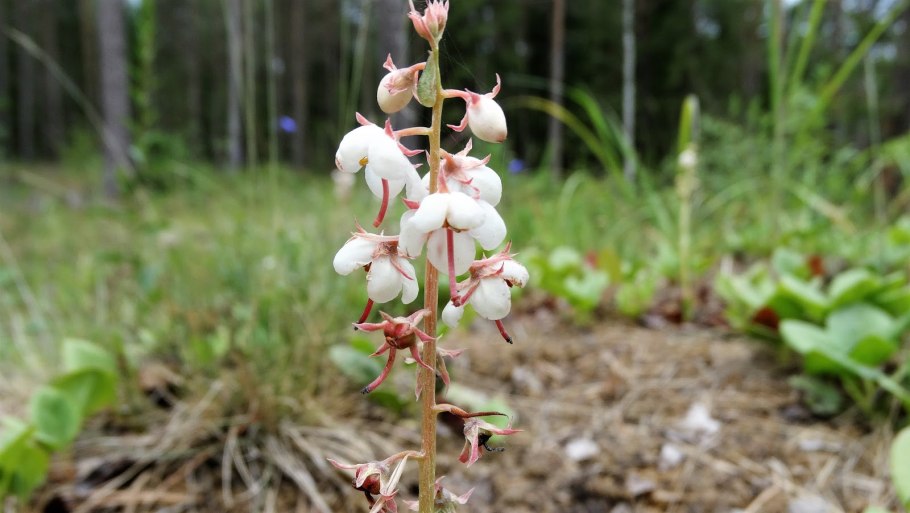 Грушанка зеленоцветковая фото