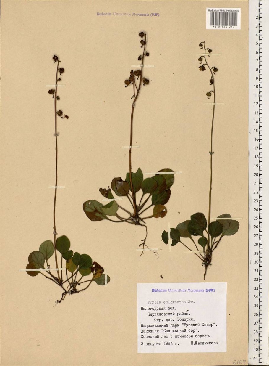 Грушанка мясо-красная