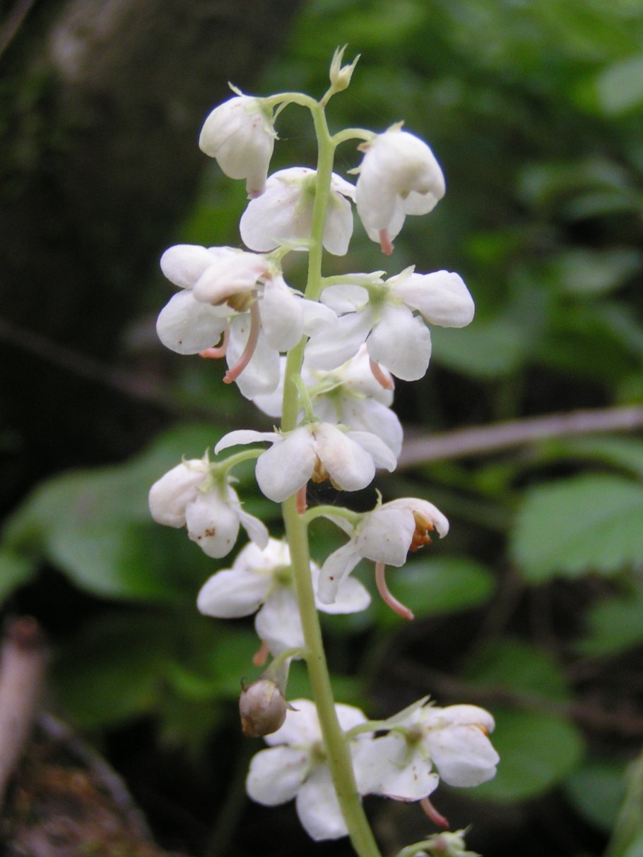 Зимолюбка зонтичная