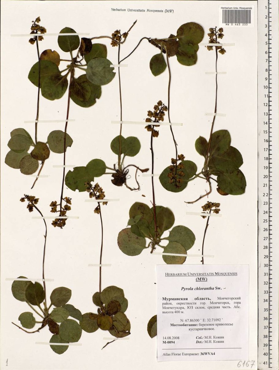 Грушанка копытолистная