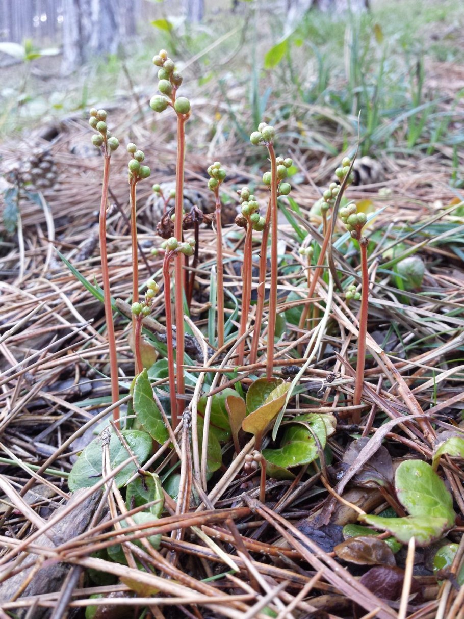 Грушанка Хорст