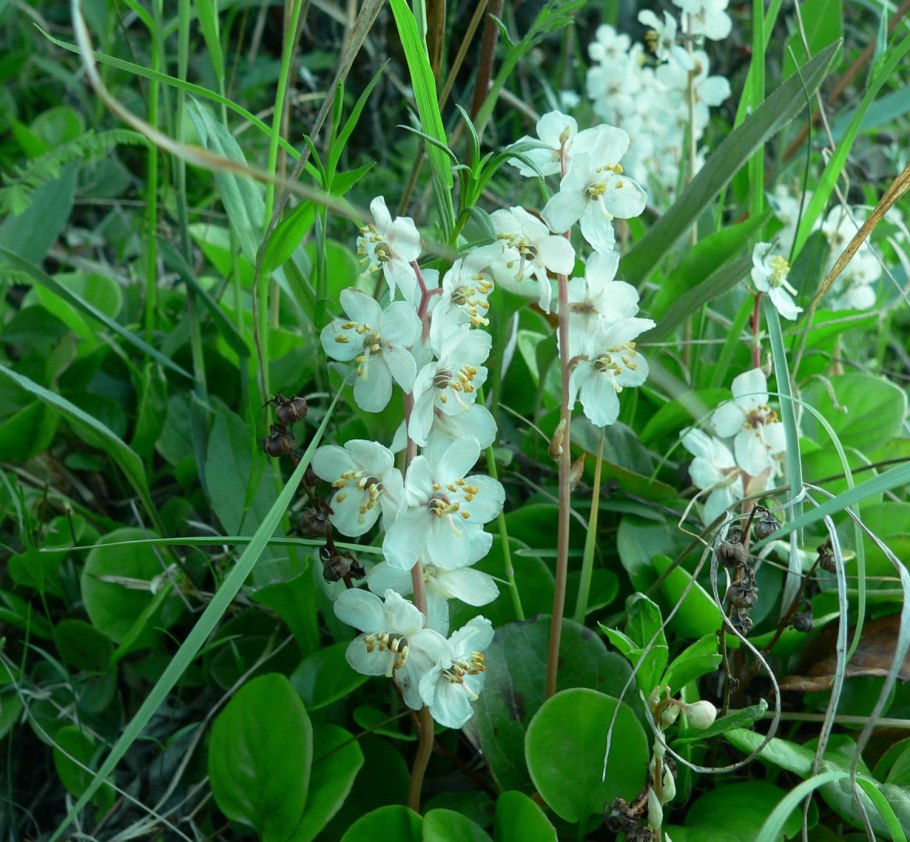 Pyrola rotundifolia