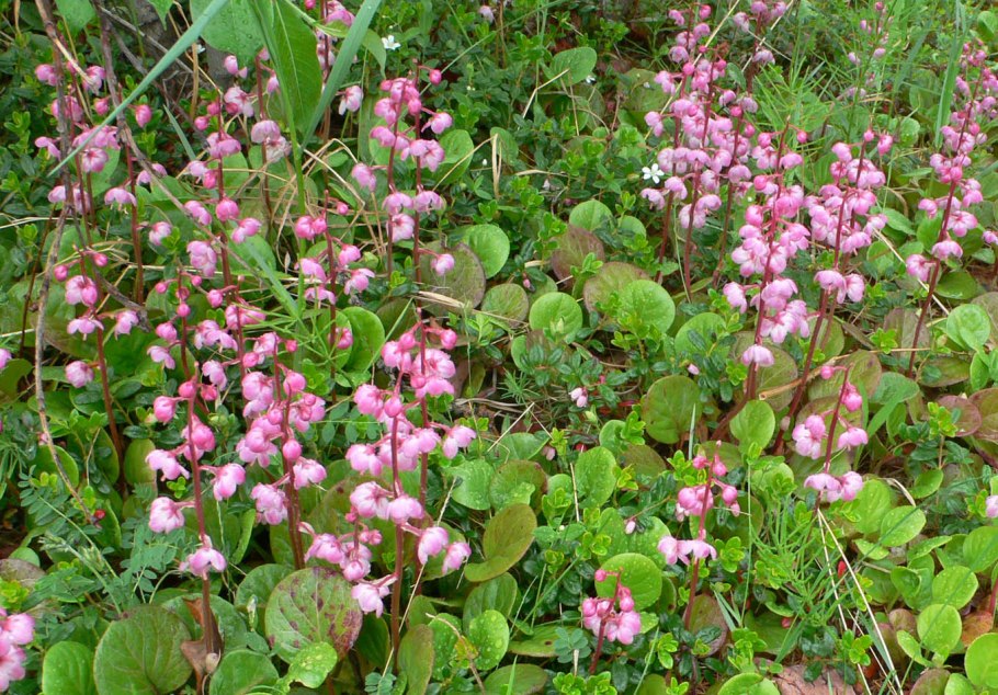 Грушанка круглолистная