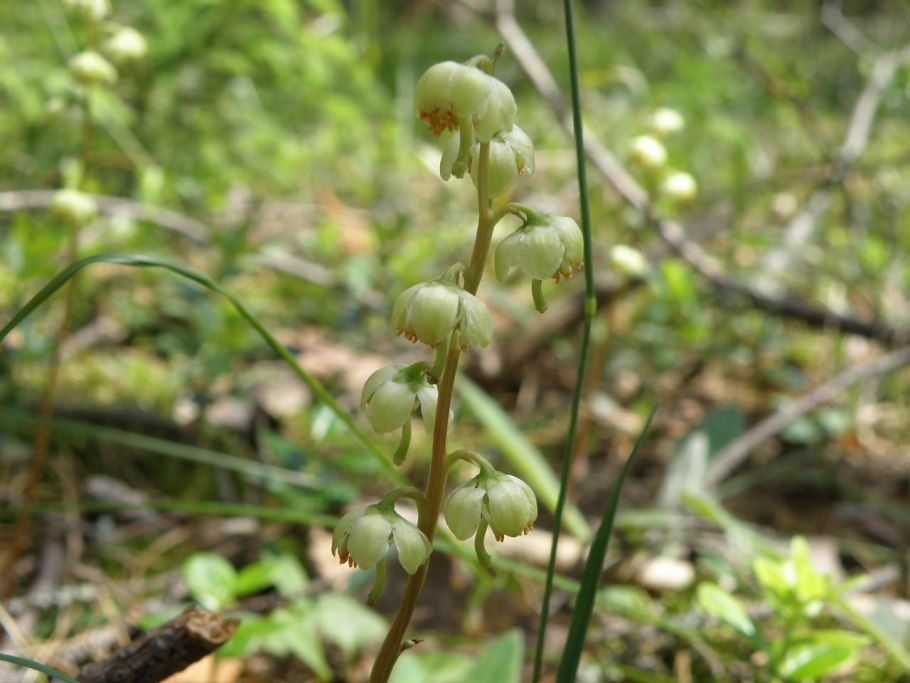 Грушанка двулистная