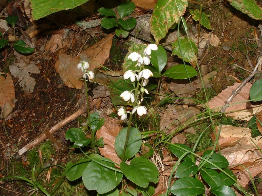 Грушенка крупнолистная