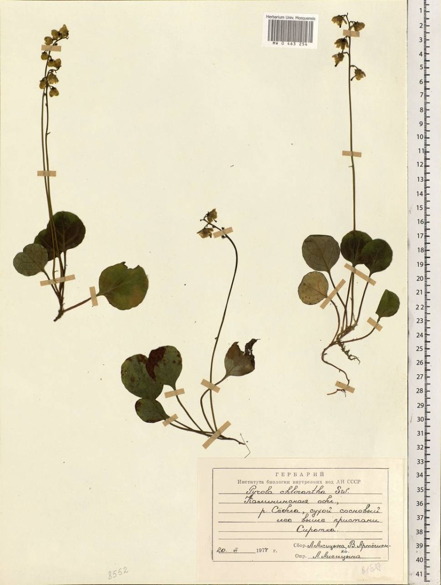 Грушанка круглолистная Pyrola rotundifolia