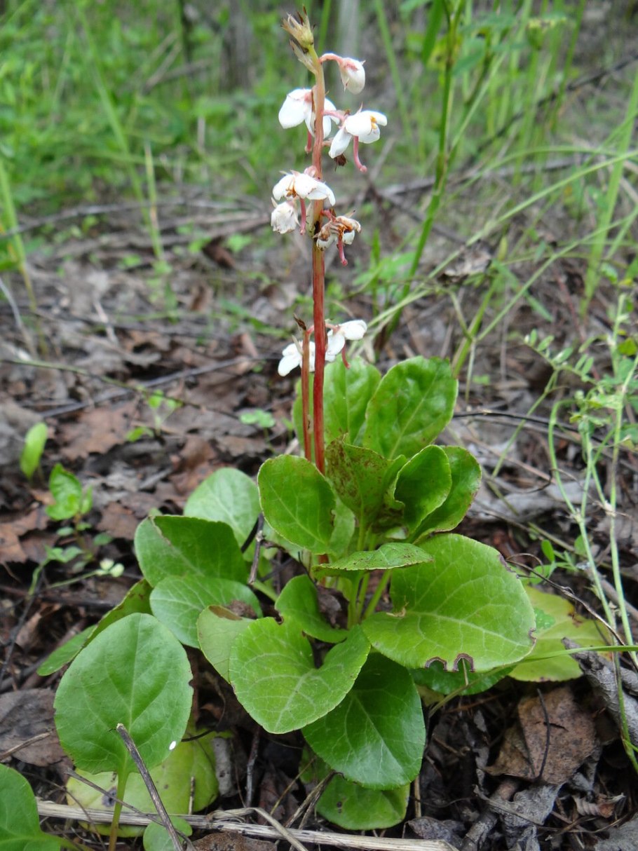 Грушанка однобокая