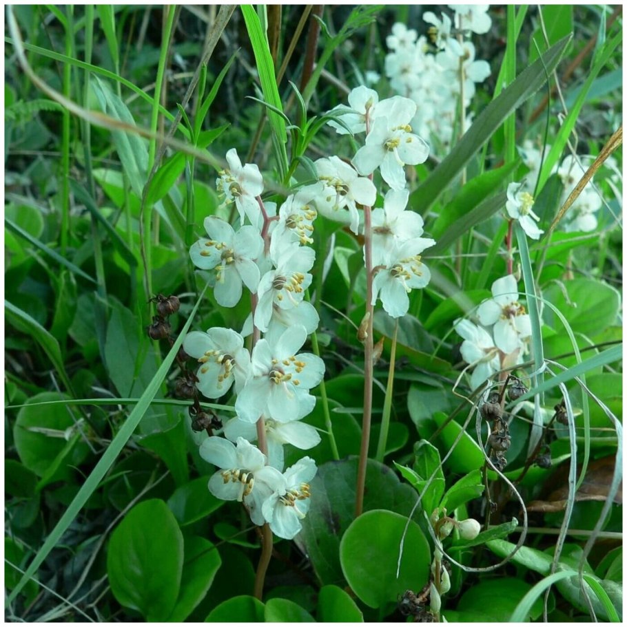 Грушанка круглолистная с семенами