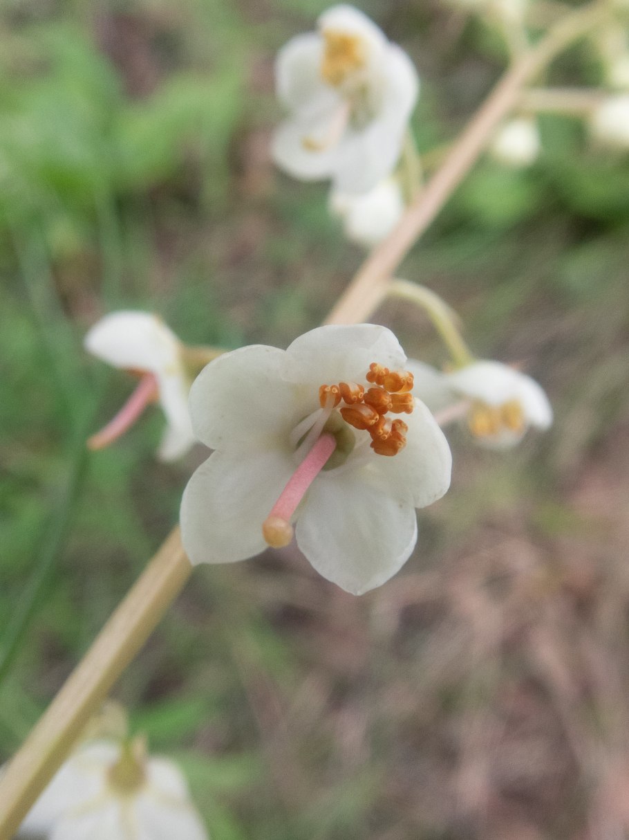 Грушанка место обитания
