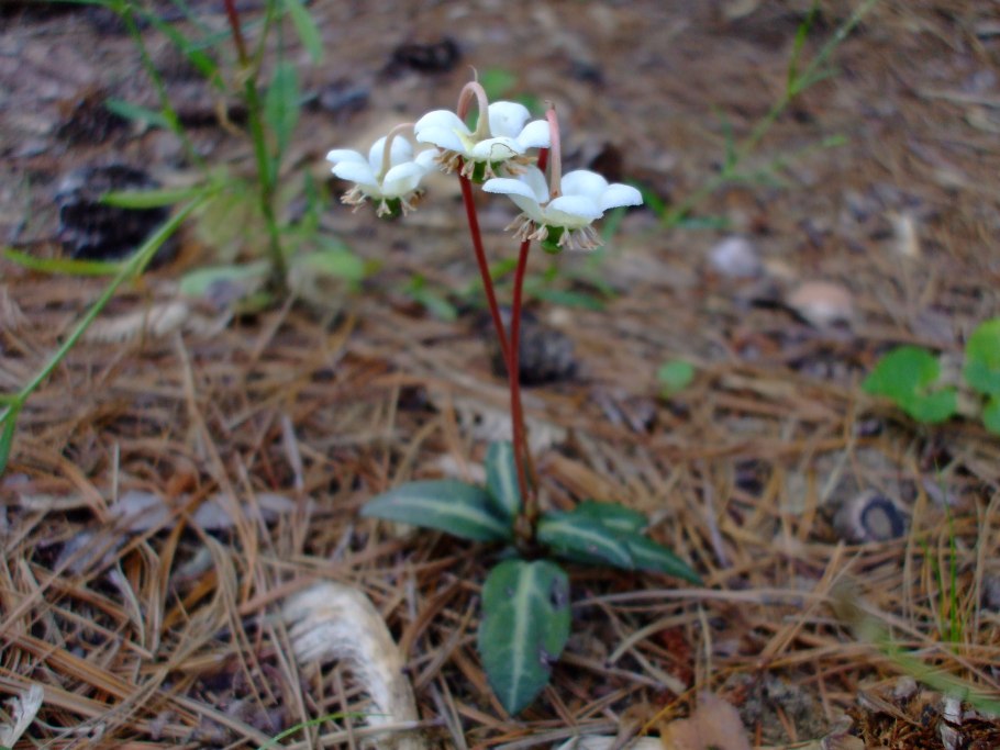 Грушанка круглолистная листья