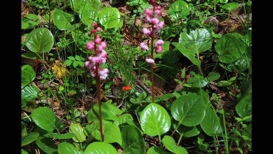 Грушанка малая