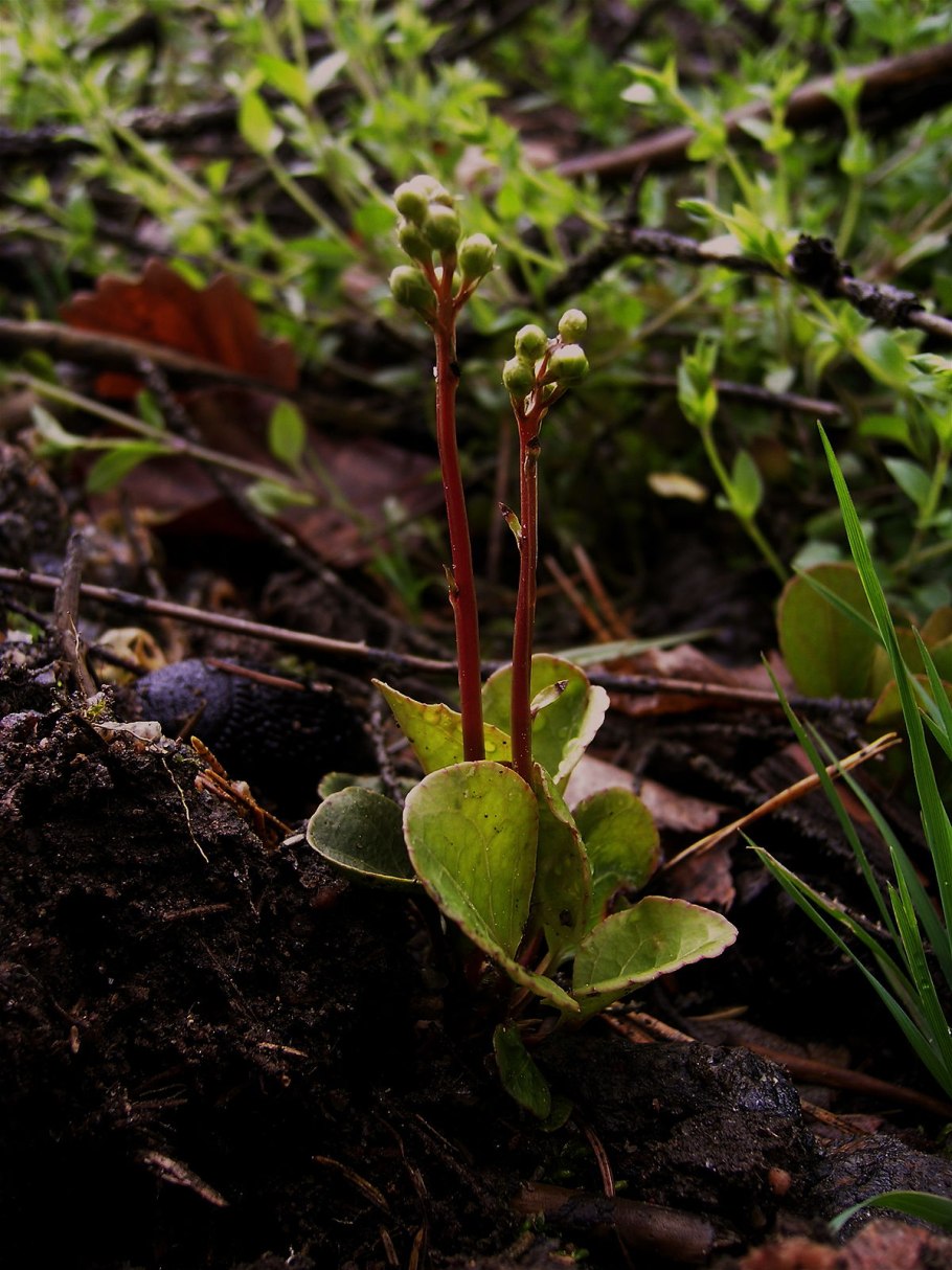 Грушанка зеленоцветковая