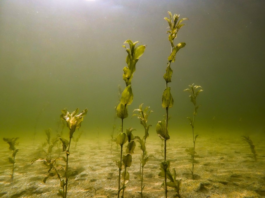 Рдест Potamogeton perfoliatus
