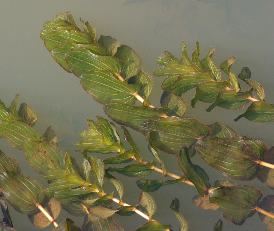 Рдест Potamogeton perfoliatus