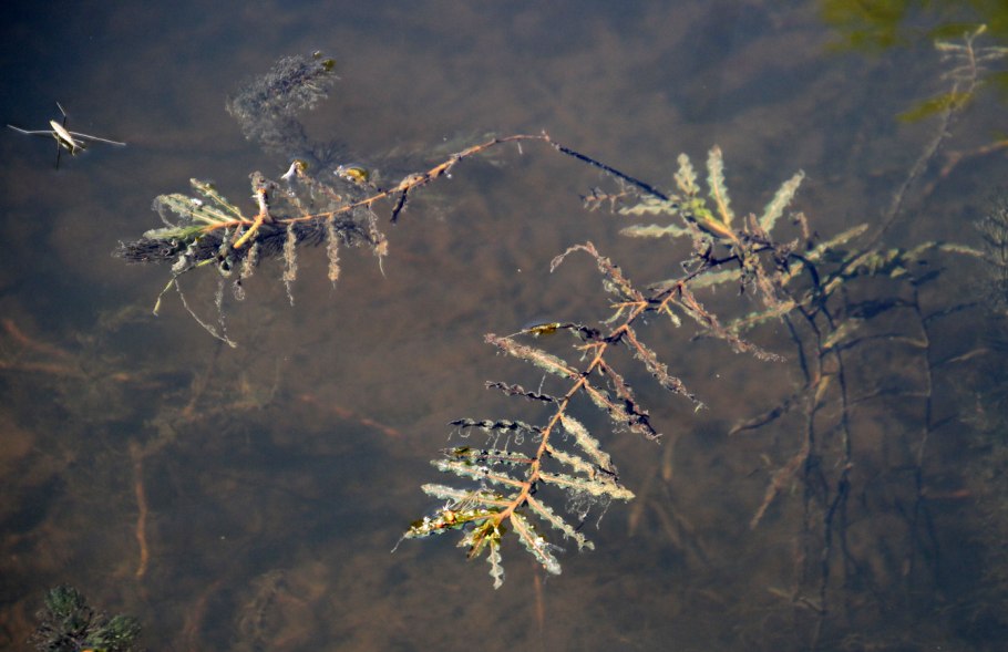 Рдест курчавый