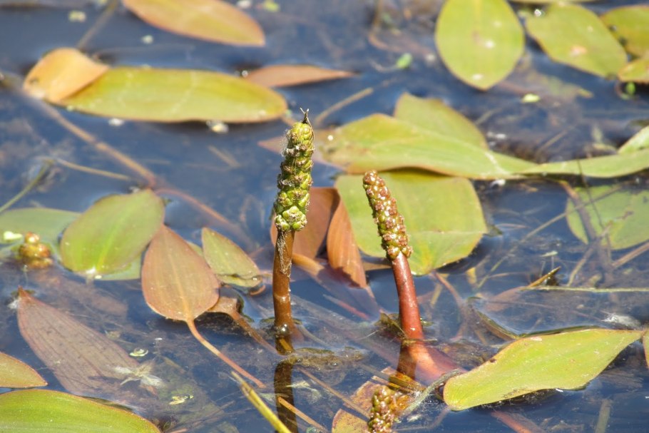 Рдест растение