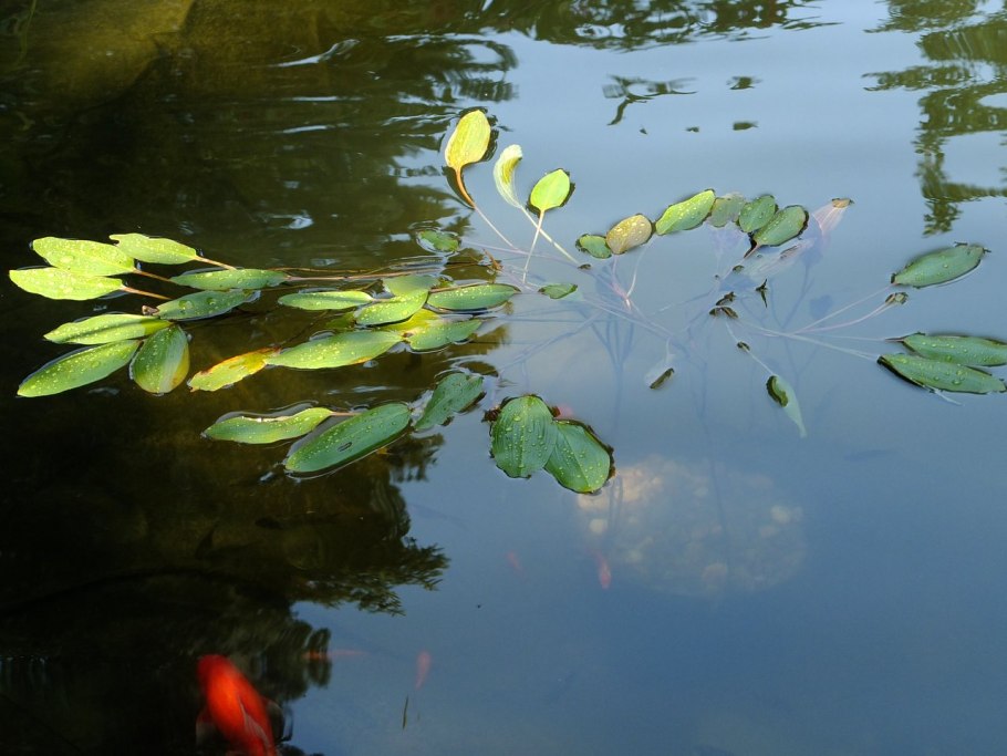 Рдесты — Potamogeton Natans