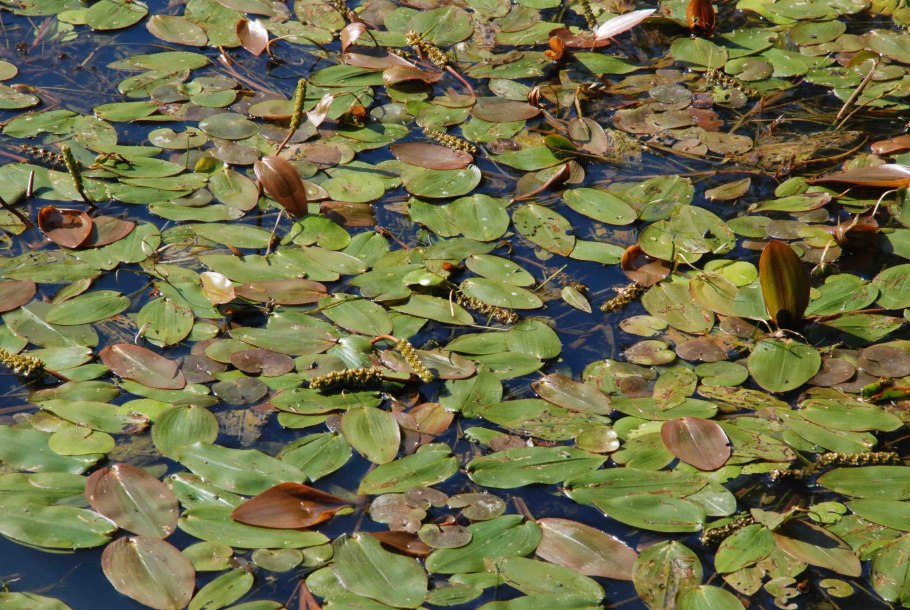 Рдесты — Potamogeton Natans