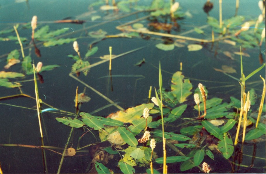 Potamogeton praelongus