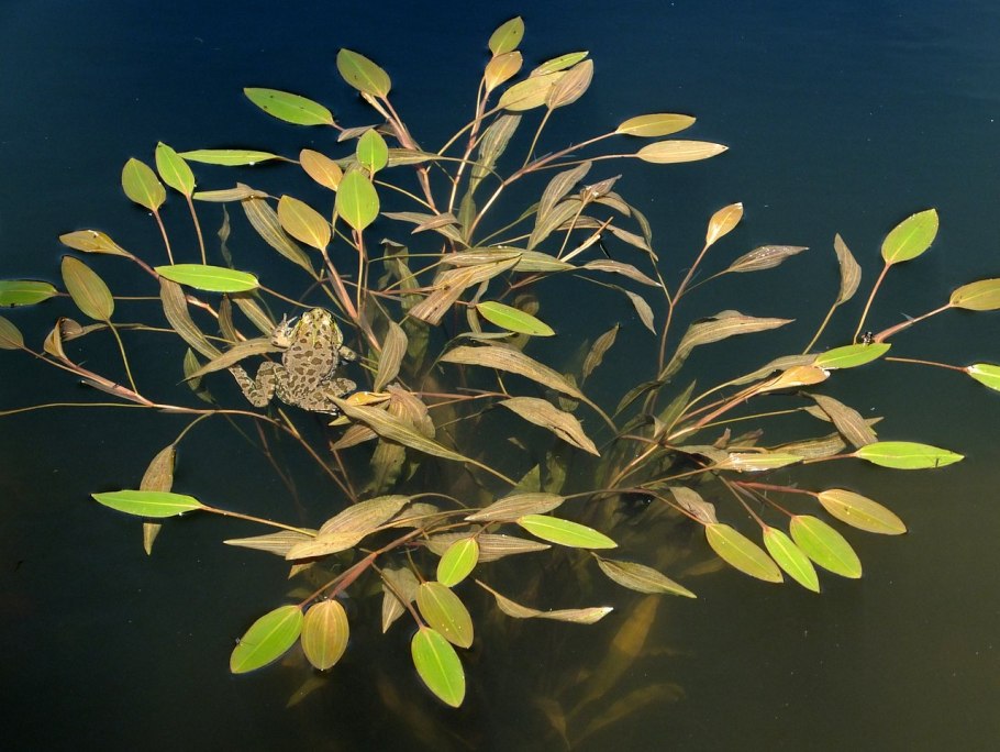 Рдесты — Potamogeton Natans