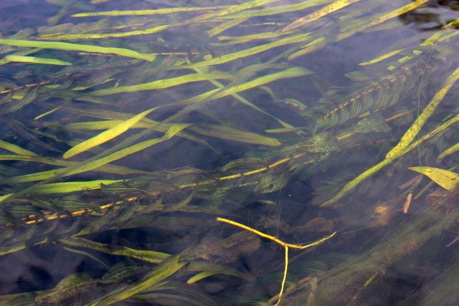 Рдест гребенчатый (Potamogeton pectinatus)