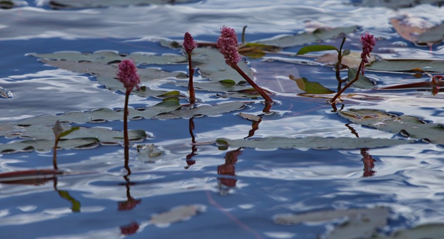 Рдест блестящий