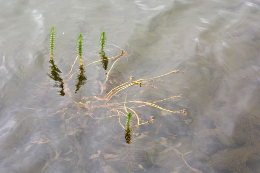 Potamogeton praelongus