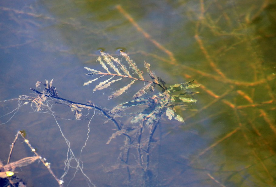 Рдест курчавый