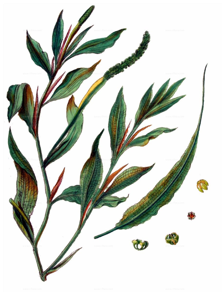 Potamogeton lucens l Ботанический рисунок