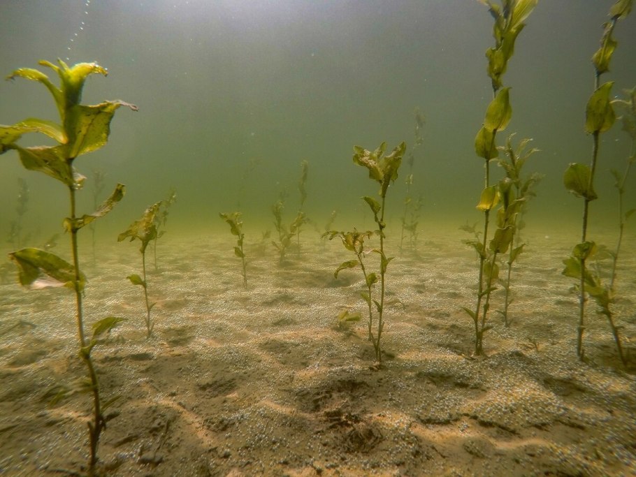 Рдест пронзеннолистный