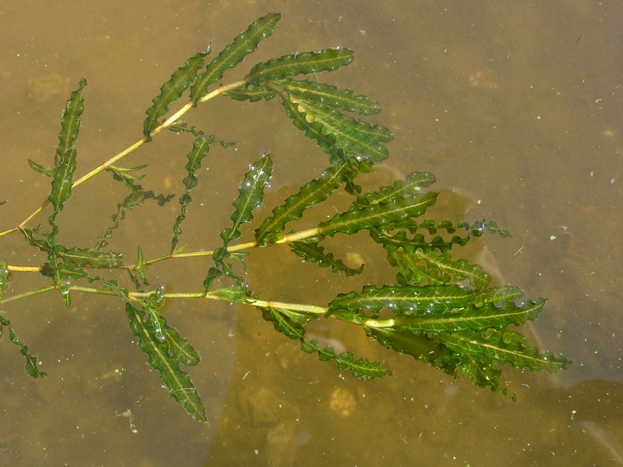 Potamogeton crispus - рдест курчавый