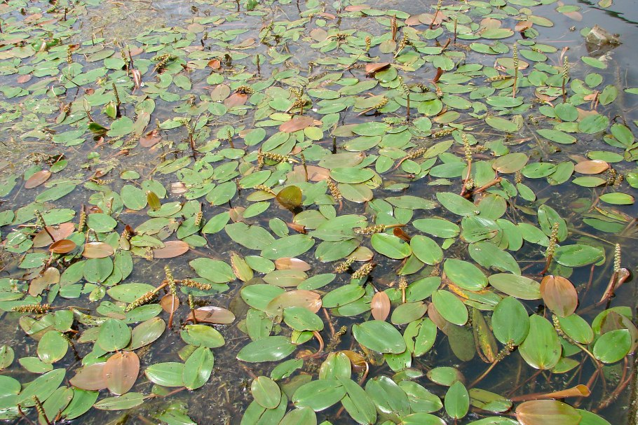 , Рдест, Ряска