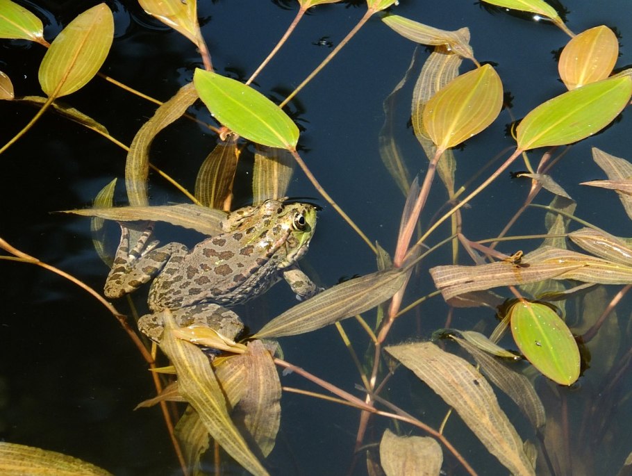 Астраханский заповедник рдест