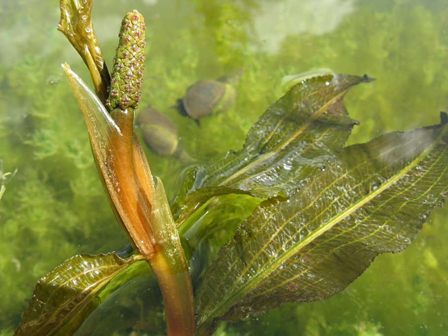 Рдест Potamogeton lucens
