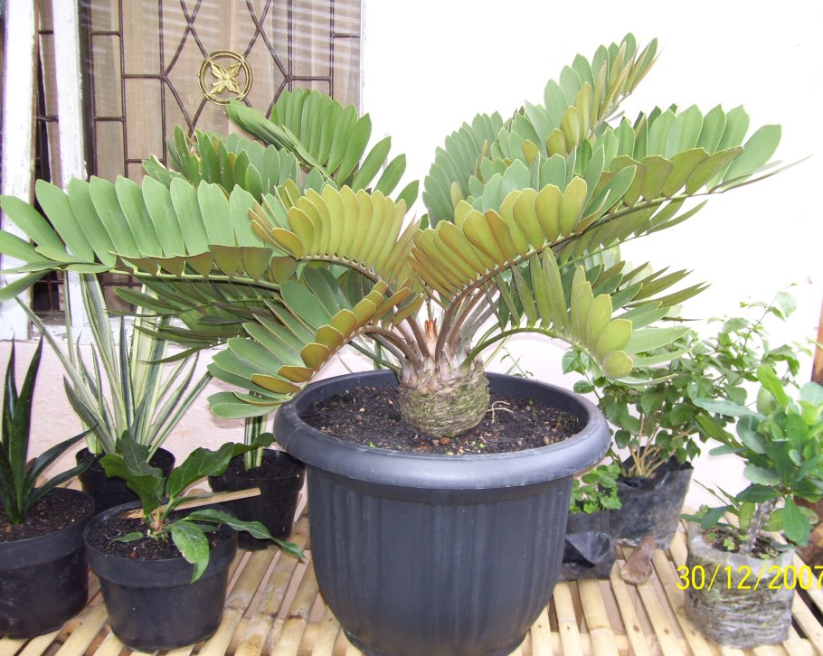 Замия шершавая