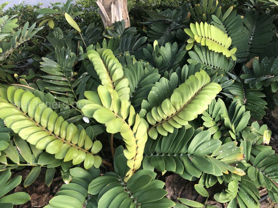 Замиокулькас Замия