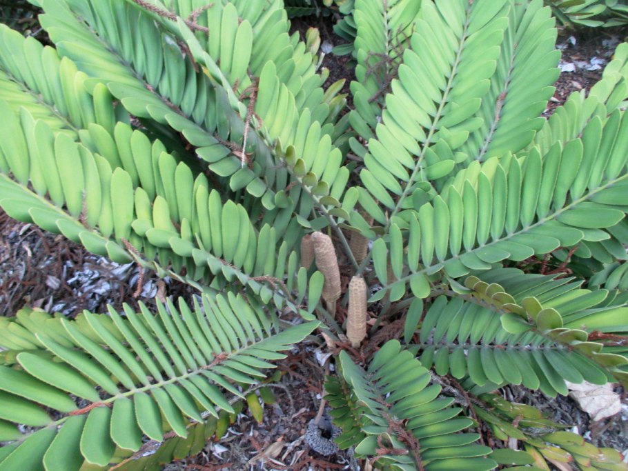 Замия шершавая