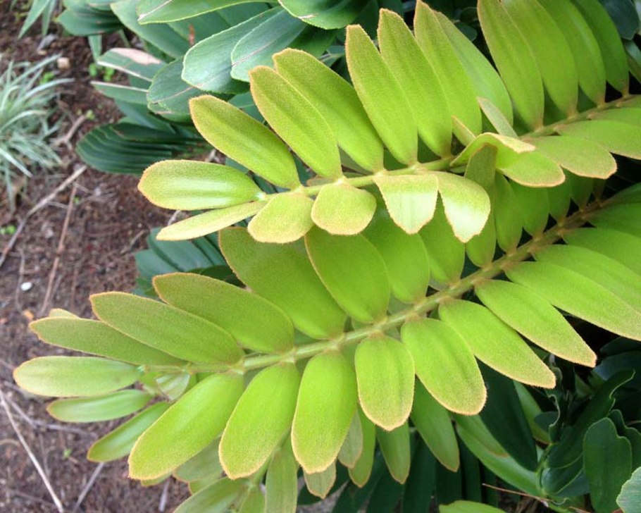 Замия пурпурная